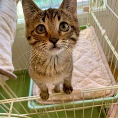 おっとりかわいいキジトラ女の子　シラチャー