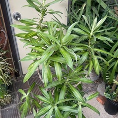 観葉植物　ドラセナ・ソングオブ・ジャマイカ
の画像