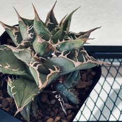 アガベ　シエラミクスティカ　エクストラホワイトソーンの画像