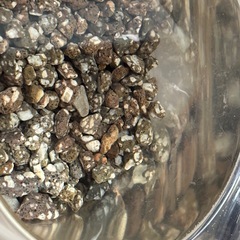 紅白ヒレ長飼育セットの画像