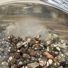 紅白ヒレ長飼育セットの画像