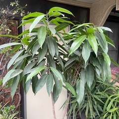 観葉植物　アムステルダムキングの画像
