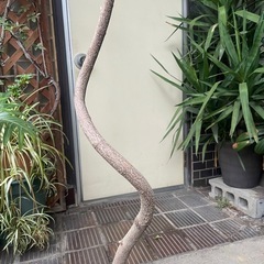 観葉植物　アムステルダムキングの画像