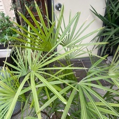 観葉植物　高級！雲南シュロチク　高さ１３５センチの画像