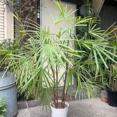 観葉植物　高級！雲南シュロチク　高さ１３５センチの画像