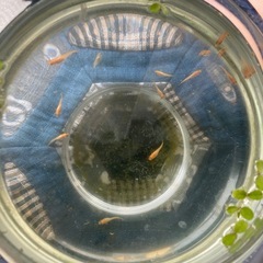 （お話し中）メダカの稚魚♪楊貴妃♪20匹の画像