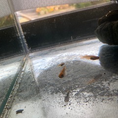 （お話し中）メダカの稚魚♪楊貴妃♪20匹の画像