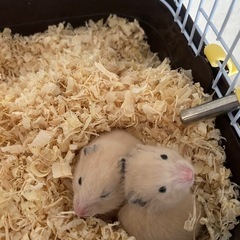キンクマハムスター♂2匹譲ります