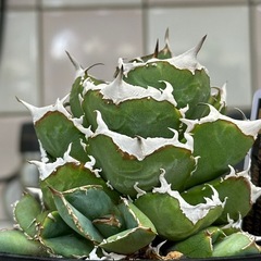 アガベ　清櫻の画像