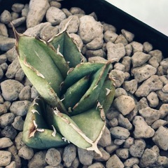 アガベ　清櫻の画像