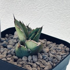 アガベ　清櫻の画像