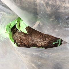 赤玉土、苦土石灰、牛フン？の画像