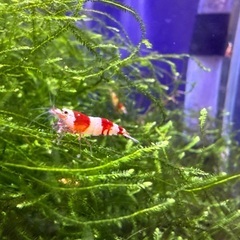 レッドビーシュリンプ10匹1,500円 進入禁止 日の丸 タイガーからランダム②の画像