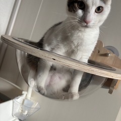 猫用ハンモック　宇宙船吸盤タイプの画像