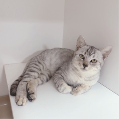 只今お話中【むぎちゃん】綺麗なからーの沖縄保護っ子！ - 渋谷区