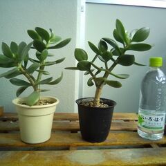 観葉植物 (金のなる木)の画像