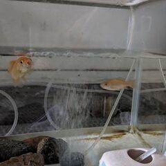 金魚2匹　お譲りします。の画像