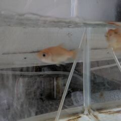 金魚2匹　お譲りします。の画像
