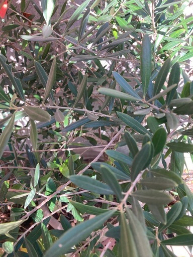 オリーブの苗木　特等苗　観葉植物　大苗