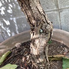 オリーブの苗木　特等苗　観葉植物　大苗の画像