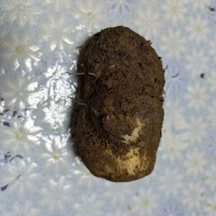 つくね芋100g100円の画像