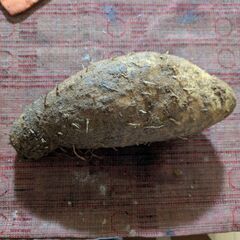 つくね芋100g100円の画像