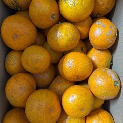 みかん１箱(約７kg) 　1500円の画像