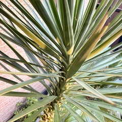 ユッカ アロイフォリア
の画像