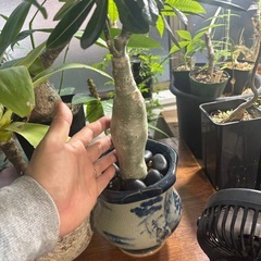 アデニウム　鉢付き　観葉植物　塊根植物　多肉植物　ビザールプランツ　レアプランツ　ガーデニング　植物　グリーン　趣味　盆栽　葉　花　庭　草　インテリア　おしゃれ　飾り　園芸　の画像