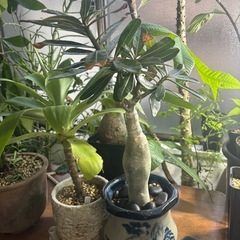 アデニウム　鉢付き　観葉植物　塊根植物　多肉植物　ビザールプランツ　レアプランツ　ガーデニング　植物　グリーン　趣味　盆栽　葉　花　庭　草　インテリア　おしゃれ　飾り　園芸　の画像