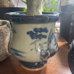 アデニウム　鉢付き　観葉植物　塊根植物　多肉植物　ビザールプランツ　レアプランツ　ガーデニング　植物　グリーン　趣味　盆栽　葉　花　庭　草　インテリア　おしゃれ　飾り　園芸　の画像