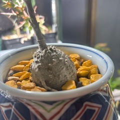 火星人　フォッケア　エドゥレス　観葉植物　塊根植物　多肉植物　ビザールプランツ　レアプランツ　ガーデニング　植物　グリーン　趣味　盆栽　葉　花　庭　草　インテリア　おしゃれ　飾り　園芸　の画像