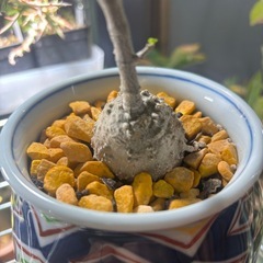 火星人　フォッケア　エドゥレス　観葉植物　塊根植物　多肉植物　ビザールプランツ　レアプランツ　ガーデニング　植物　グリーン　趣味　盆栽　葉　花　庭　草　インテリア　おしゃれ　飾り　園芸　の画像