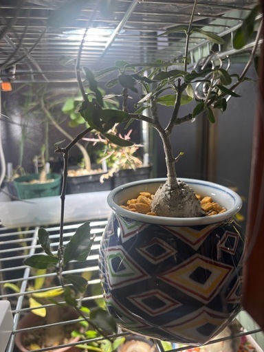 火星人　フォッケア　エドゥレス　観葉植物　塊根植物　多肉植物　ビザールプランツ　レアプランツ　ガーデニング　植物　グリーン　趣味　盆栽　葉　花　庭　草　インテリア　おしゃれ　飾り　園芸　