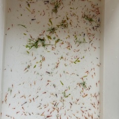 🉐レッドチェリーシュリンプ規格外🉐　残り７名様　の画像