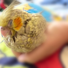 オカメインコ 文鳥 キンカチョウ セキセイインコ コザクラ…