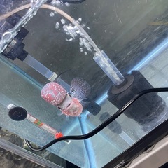 フラワーホーン （ビックヘッド）の画像