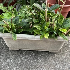 紫陽花　決まりましたの画像