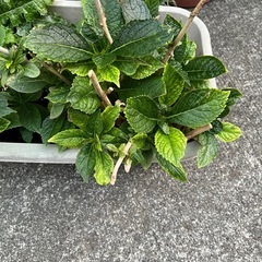 紫陽花　決まりましたの画像