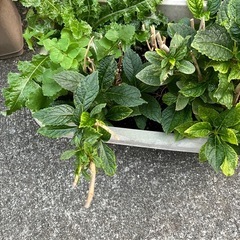 紫陽花　決まりましたの画像