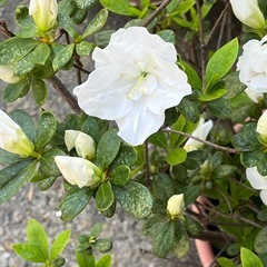 アザレア の画像