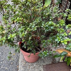 アザレア の画像