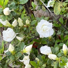 アザレア の画像