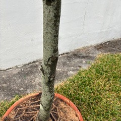 ＊黒木 クロキ リュウキュウコクタン＊の画像