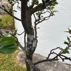 ＊黒木 クロキ リュウキュウコクタン＊の画像