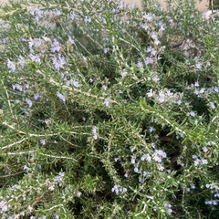 ローズマリー　這うタイプ　切り枝  20本の画像