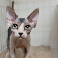 5ヶ月スフィンクス♀【里親募集】