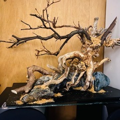 流木レイアウト
の画像