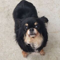 チワワ５歳♀️(エイミーちゃん)