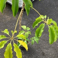 観葉植物　大型ブラッサイア　Umbrella treeの画像